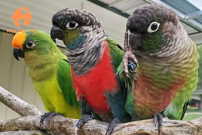 Mua Bán Vẹt Green Check Conure (vẹt má xanh) Tại TP.HCM